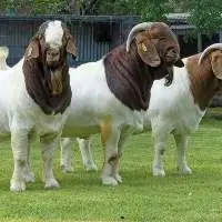 Boer Goats
