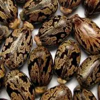 Castor Seed