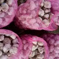 New Crop Fresh Normal White Red Chinese Garlic