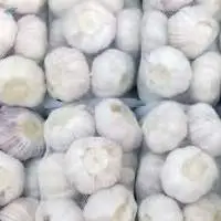 Normal White Garlic