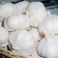 Pure White Garlic