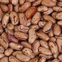 Pinto Beans
