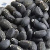 Jatropha Seed (best Quality)