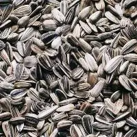 Sunflower Seed