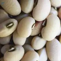 Cream Beans