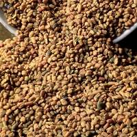 Fenugreek Seed