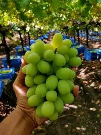 Fresh Grapes