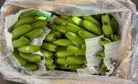 Cavendish G9 banana