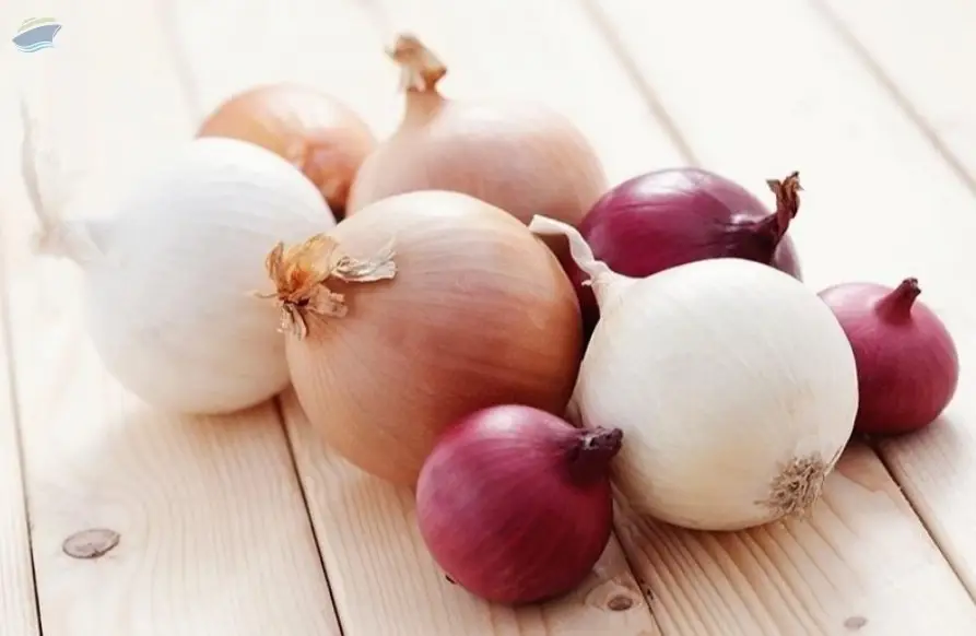 Fresh Onion