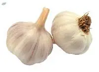 Fresh Garlic