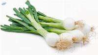 Fresh Spring Onion