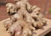 Ginger