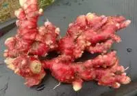 Red Ginger