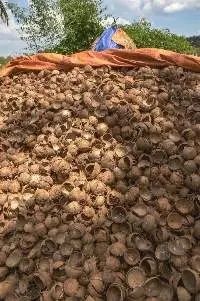 Coconut Shell