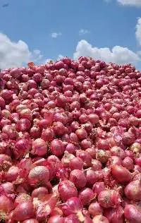 Nashik Red Onion