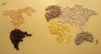 Pearl Millets (Bajra)