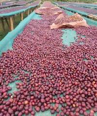 green coffee beans