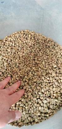 Robusta Coffee Bean