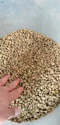 Robusta Coffee Bean