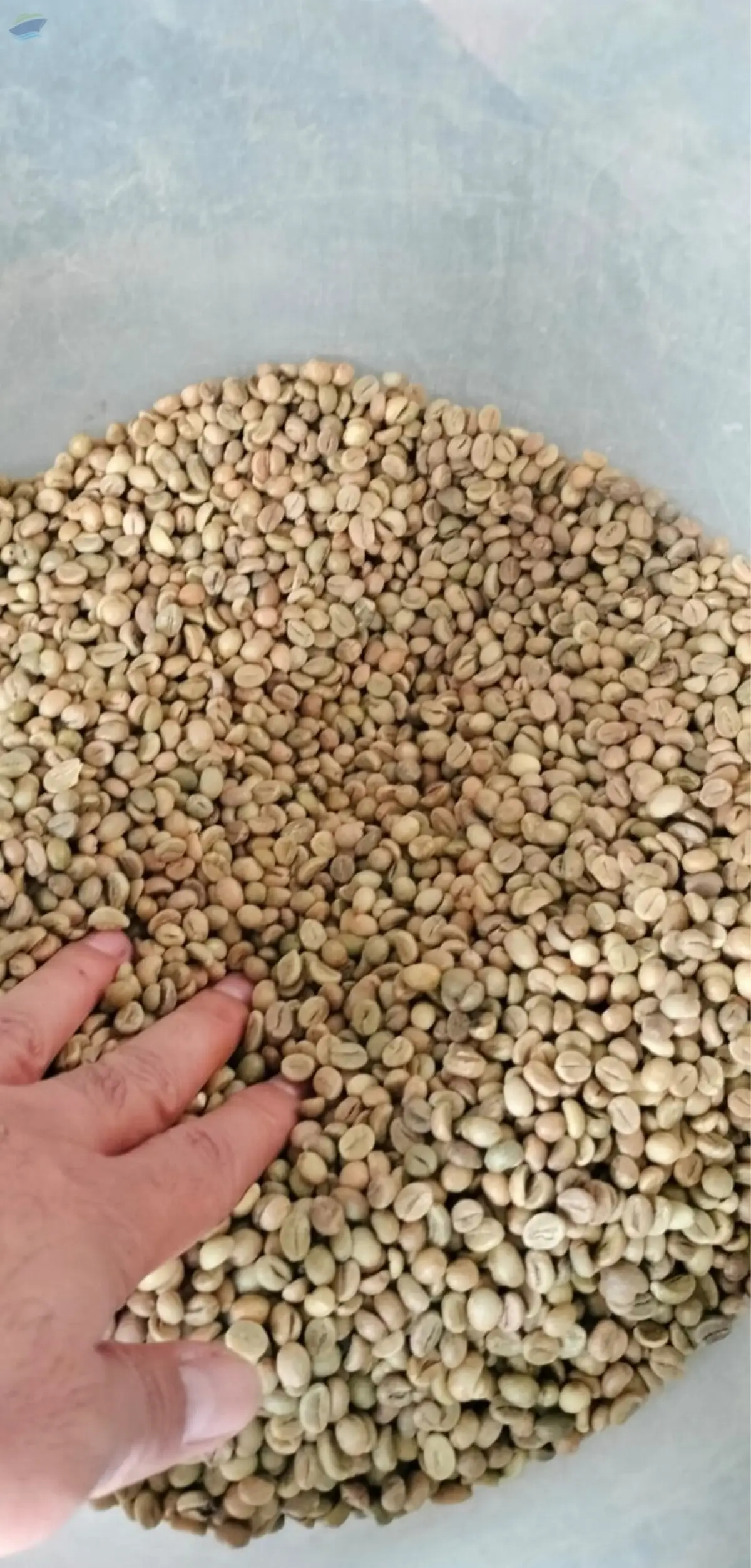 Robusta Coffee Bean