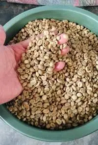 Arabica Coffee Bean