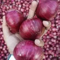 Onion