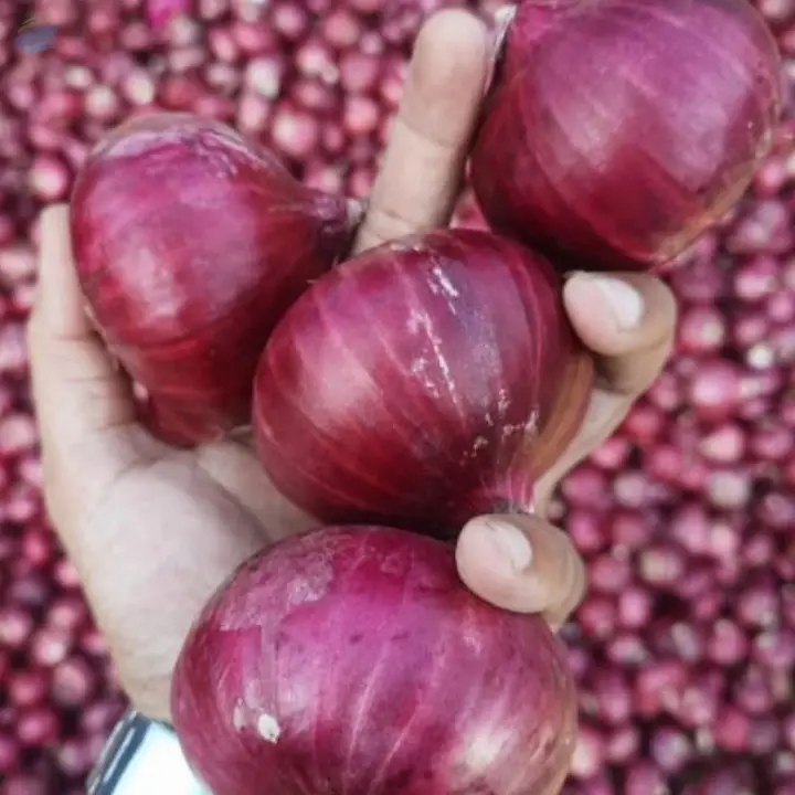 Onion