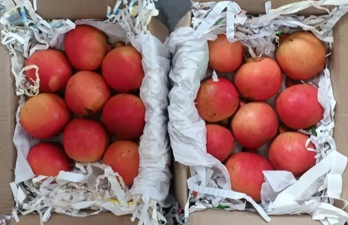 Pomegranate