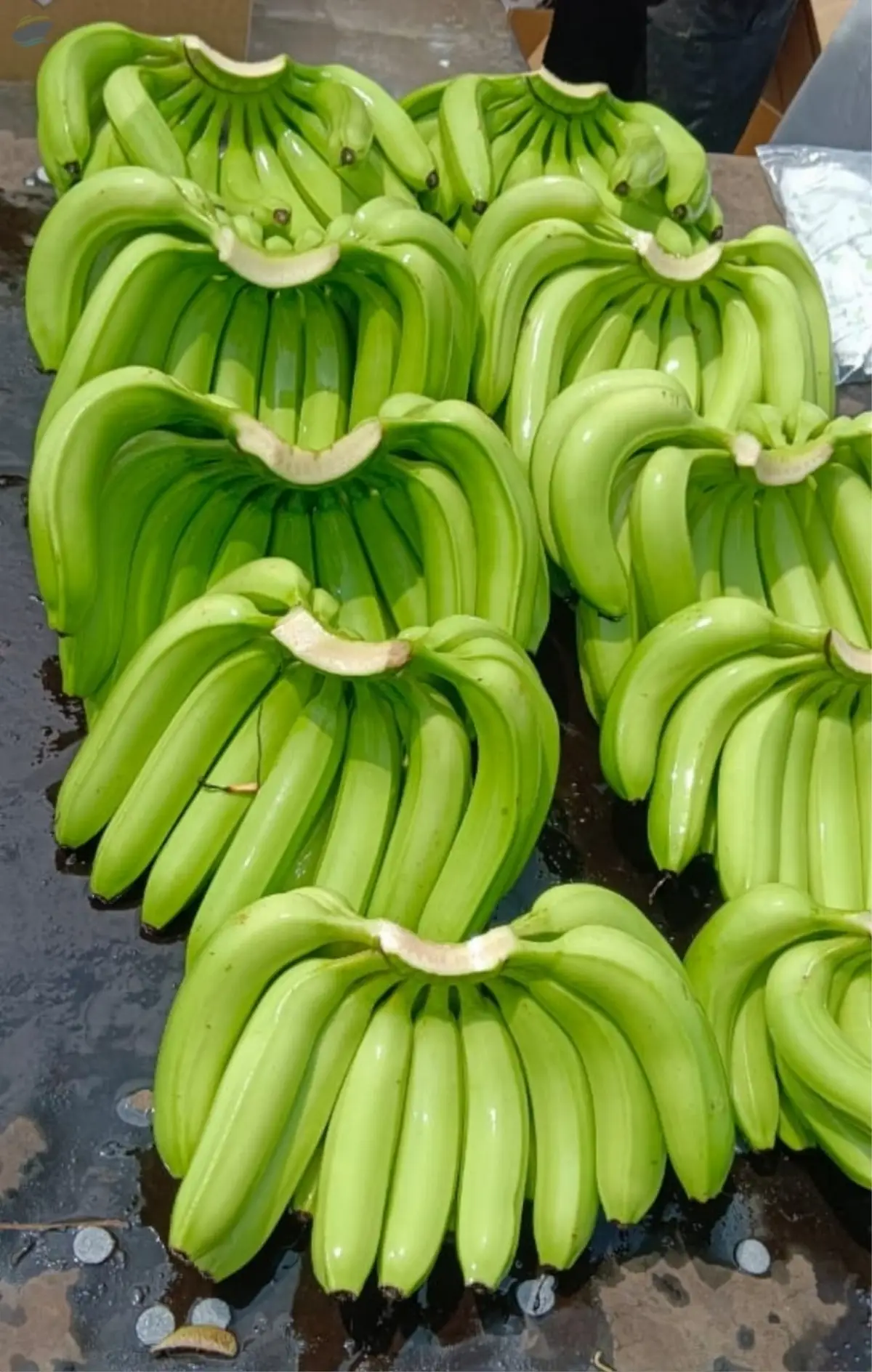 Banana