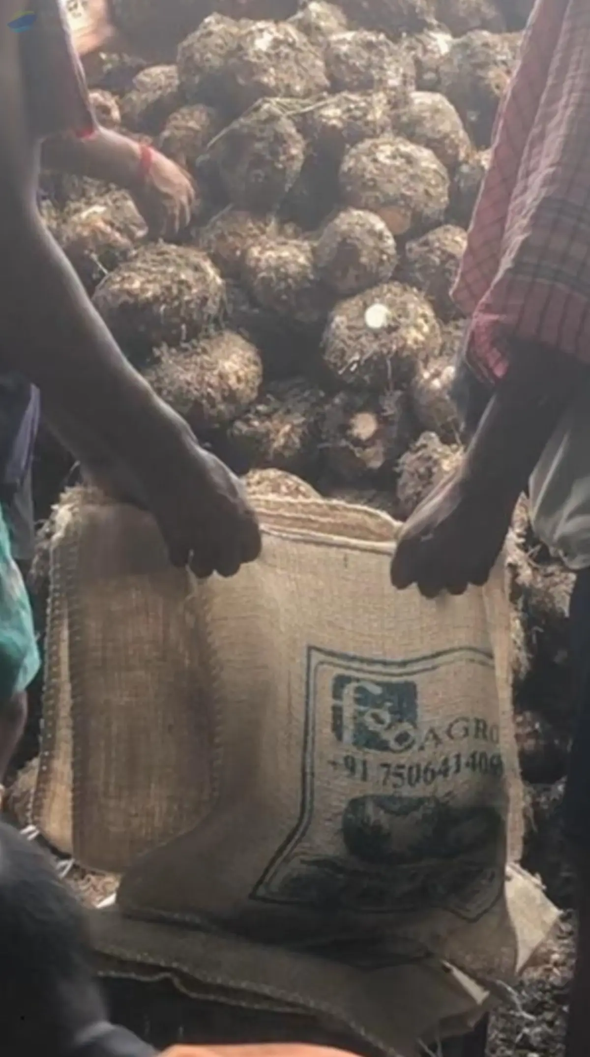 Elephant Yam (Suran)
