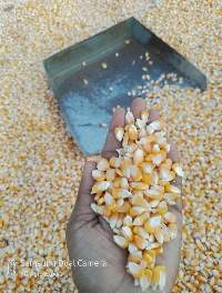Maize