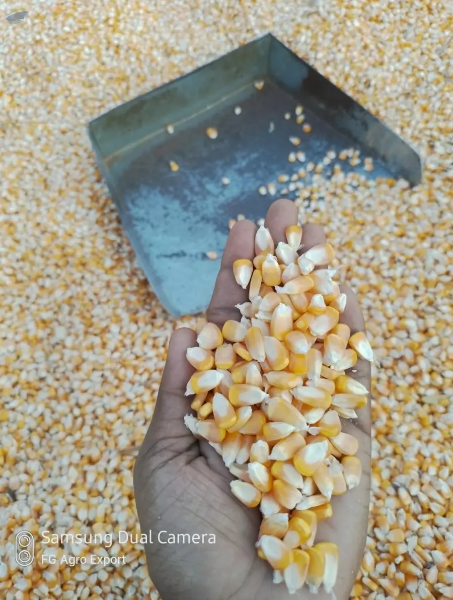 Maize