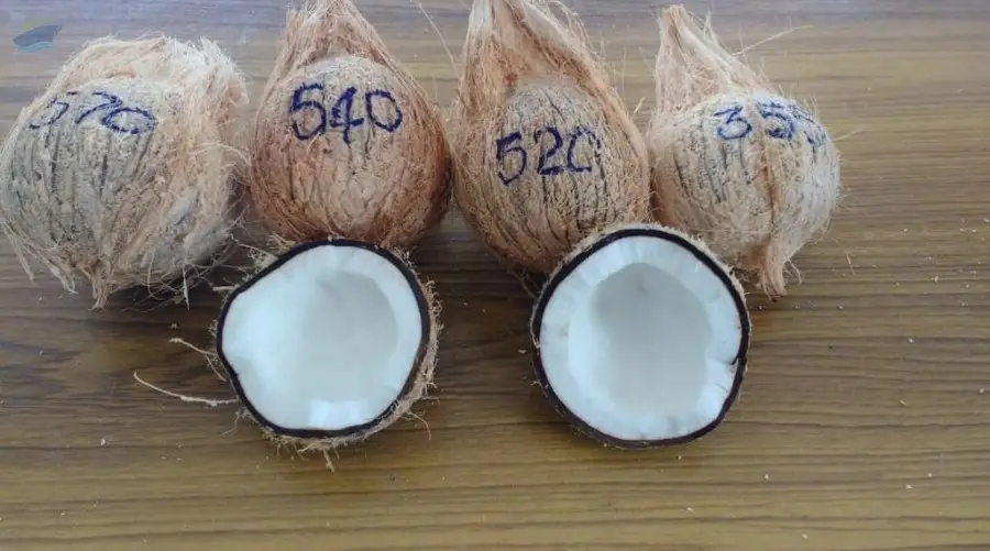 Coconut