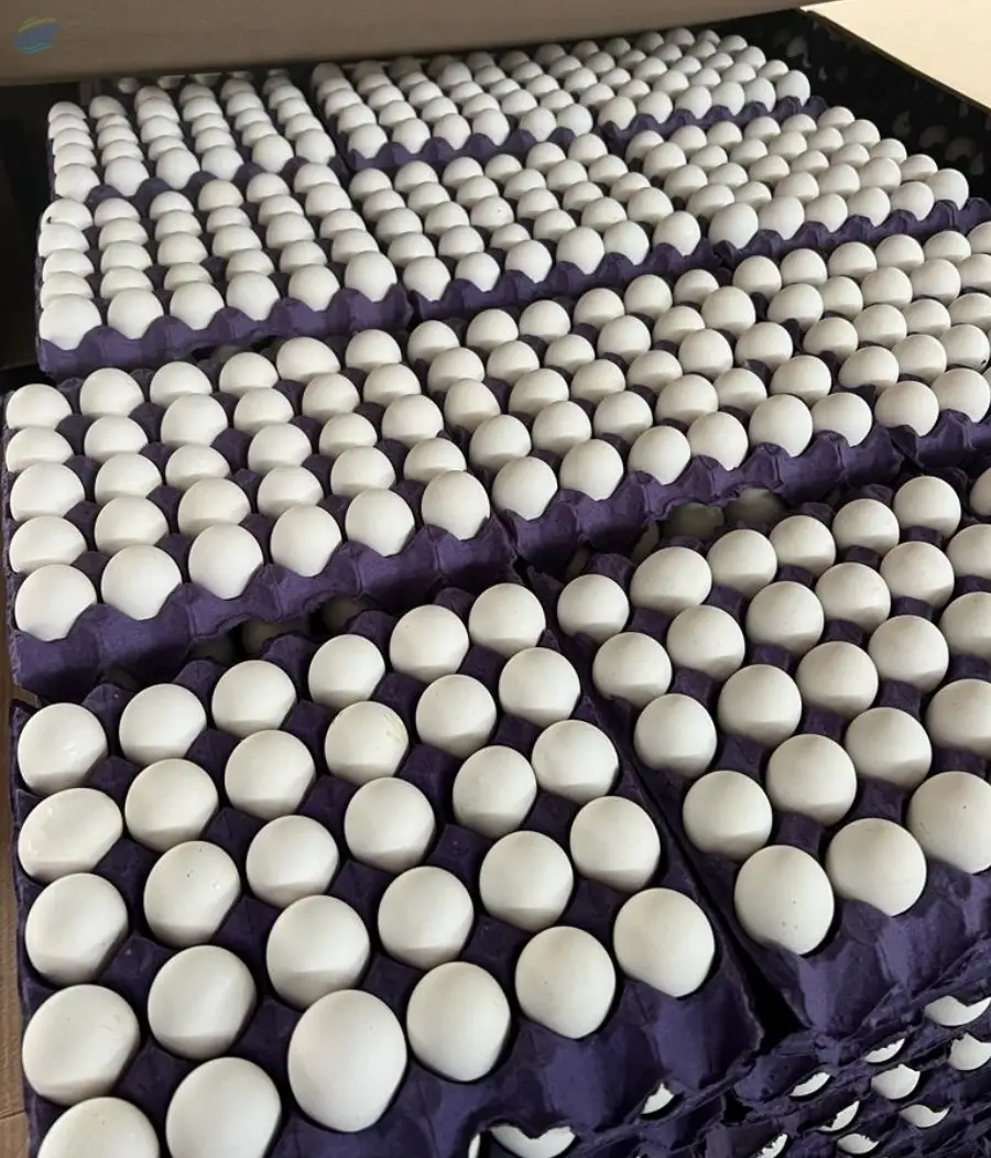 chicken egg