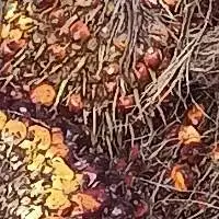 Palm Kernel Fruit