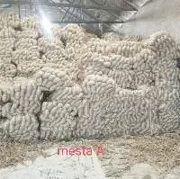 Jute Mesta White