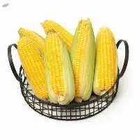Organic Maize