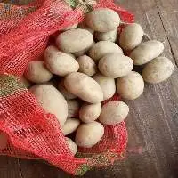 POTATO