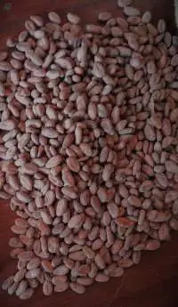 Cocoa
