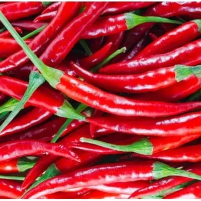 Indian Red Chilies