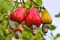 Raw Cashew Nuts
