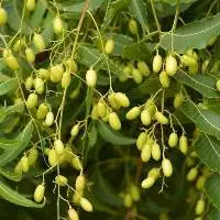 Neem Seeds From Nigeria