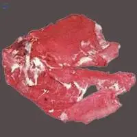 Frozen Buffalo Neck
