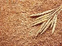 Wheat