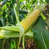 Corn