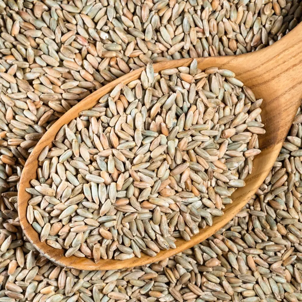 Rye