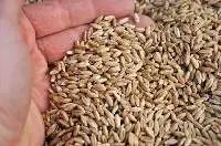 Triticale