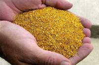Distillers Dry Grain