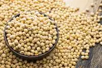 Soy Beans
