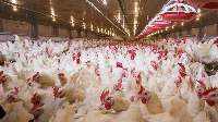 Poultry (Whole or Any Cut)